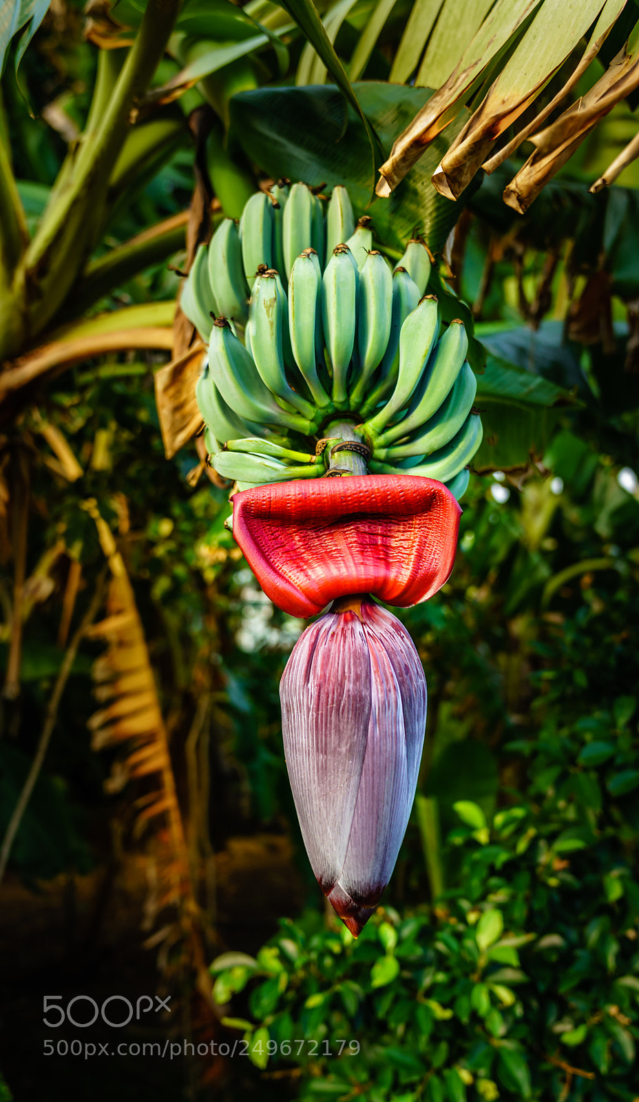 Sony a7R III sample photo. The best bananas period photography