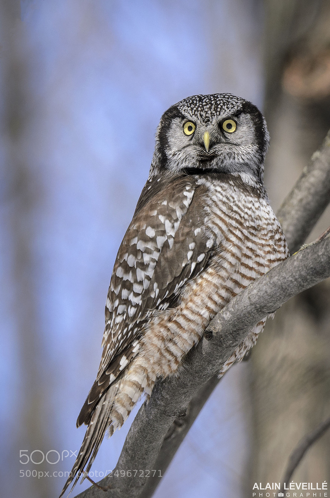 Nikon D7000 sample photo. Northern hawk-owl photography