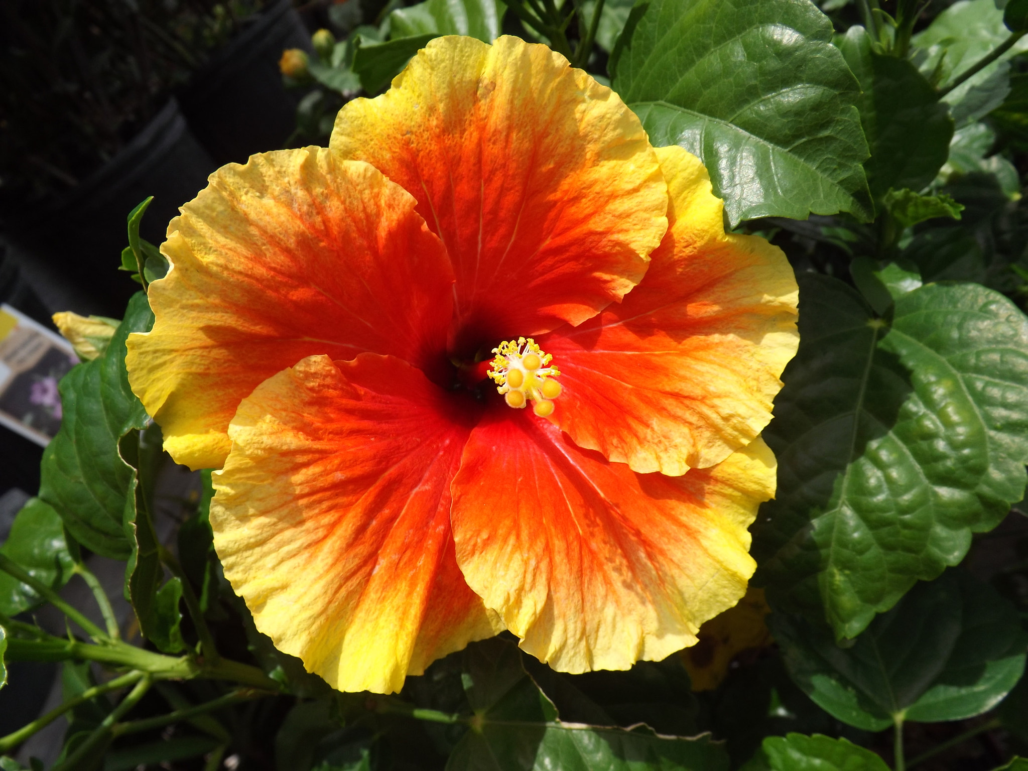 Fujifilm FinePix S4400 sample photo. Blushing hibiscus photography