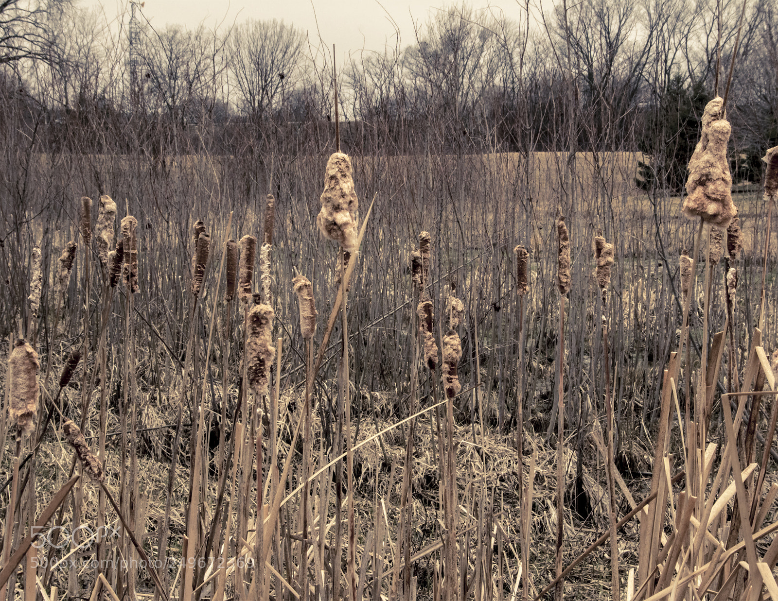 Canon EOS 760D (EOS Rebel T6s / EOS 8000D) sample photo. Expired cattails photography