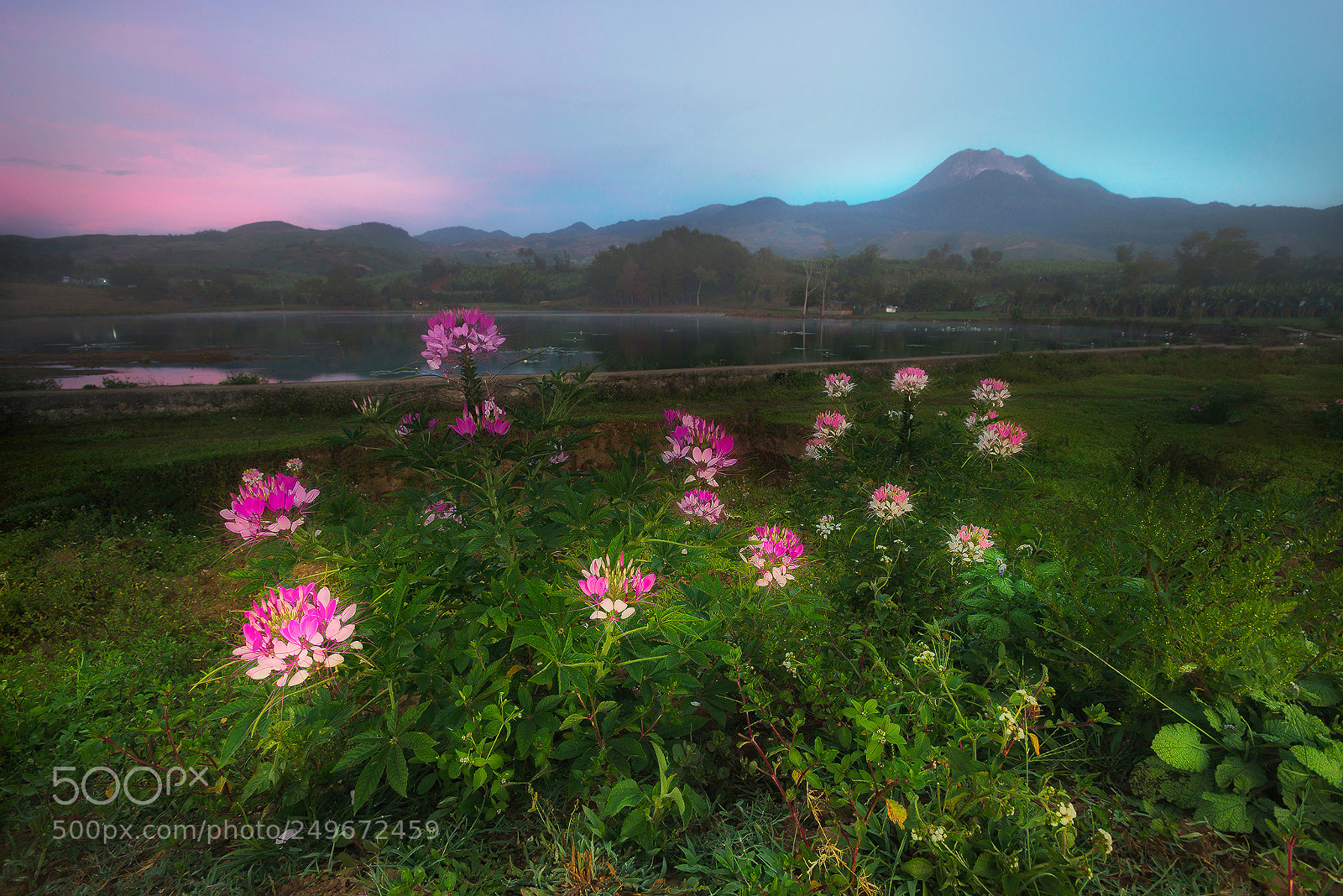 Nikon D800 sample photo. Majestic mt. apo photography