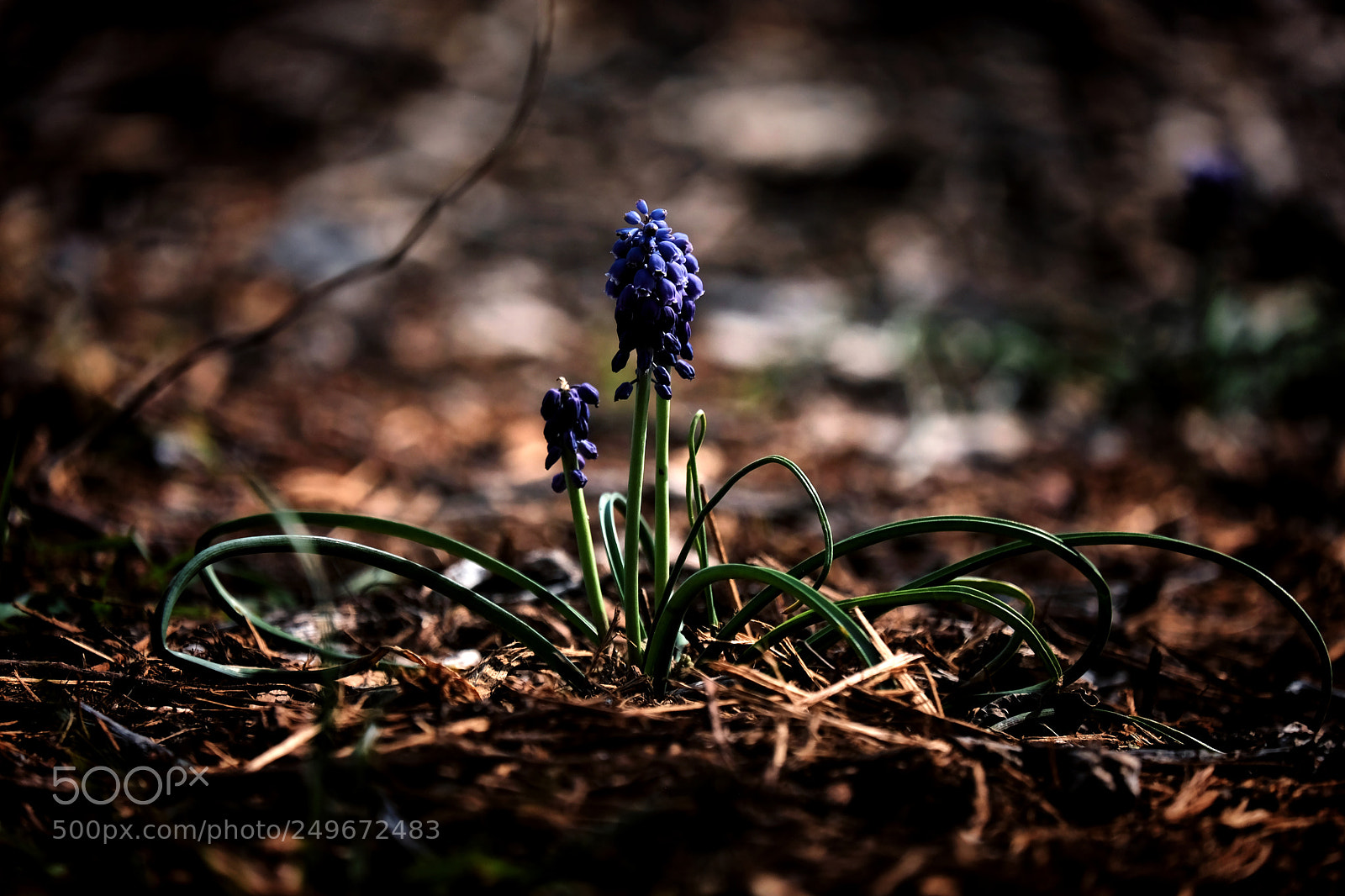 Fujifilm X-E3 sample photo. Muscaris photography