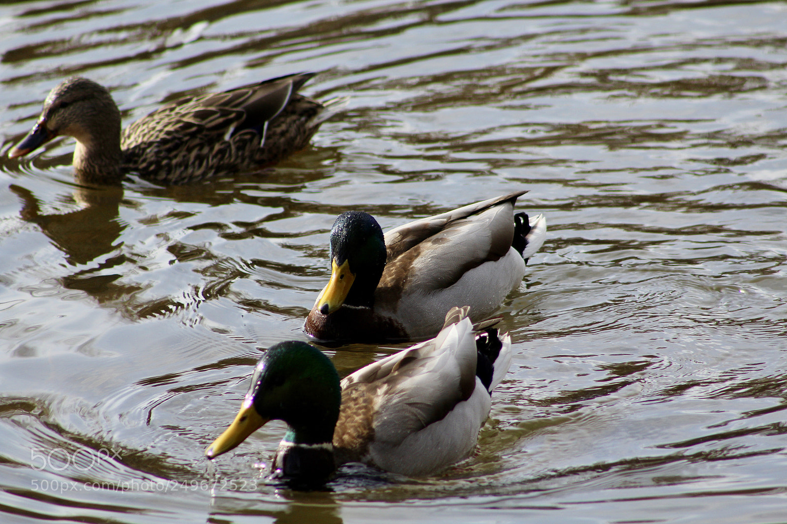 Canon EOS 1200D (EOS Rebel T5 / EOS Kiss X70 / EOS Hi) sample photo. Ducks photography