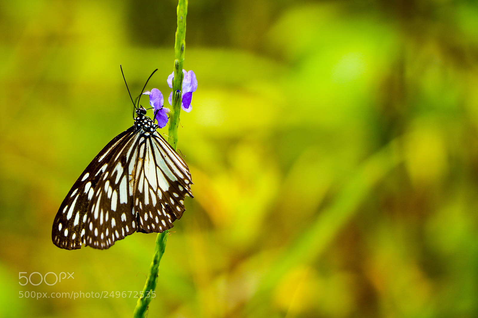 Canon EOS 750D (EOS Rebel T6i / EOS Kiss X8i) sample photo. A butterfly collecting nectar photography