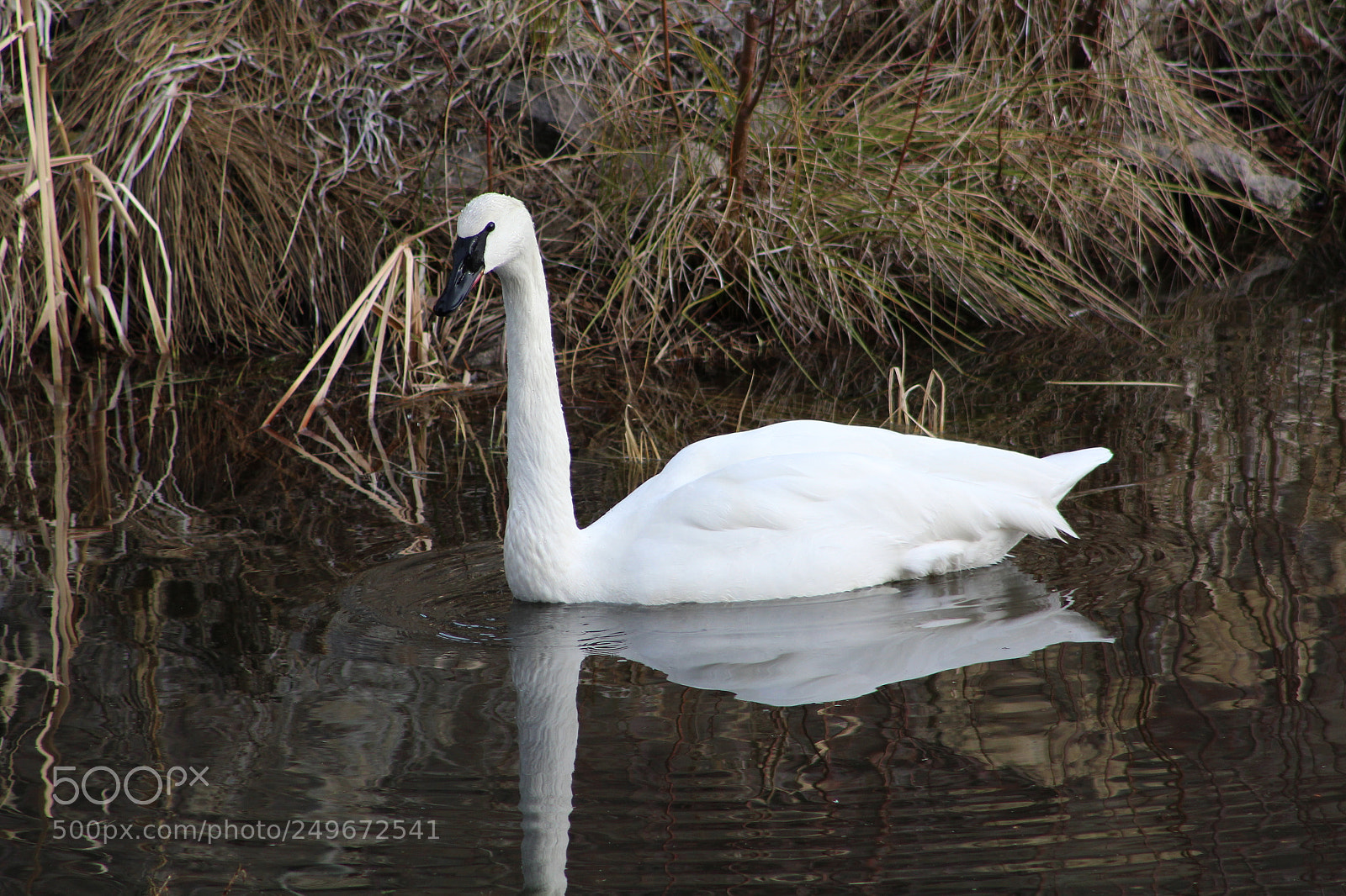 Canon EF 75-300mm f/4-5.6 sample photo. Img photography