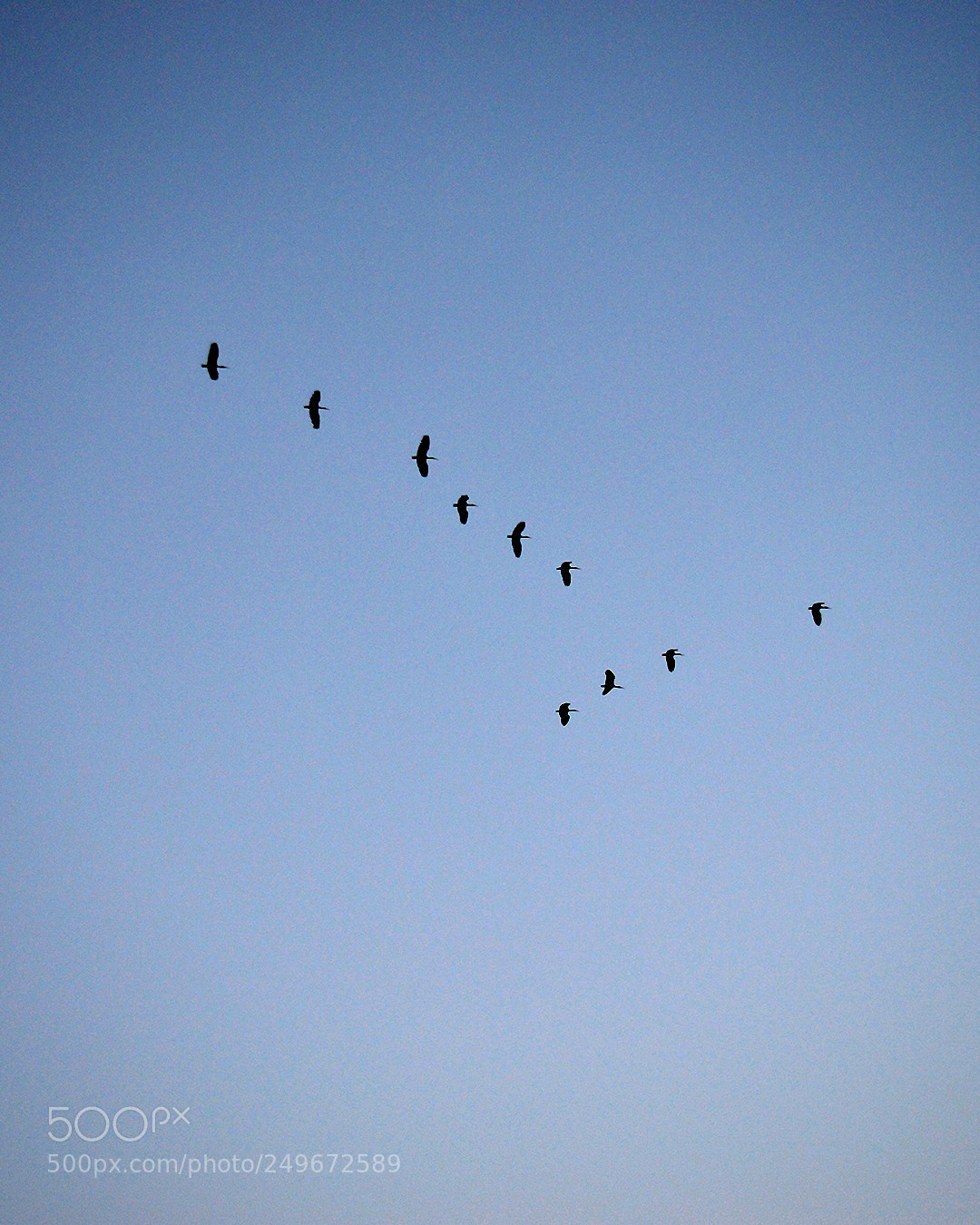 Nikon D3200 sample photo. Fly. photography