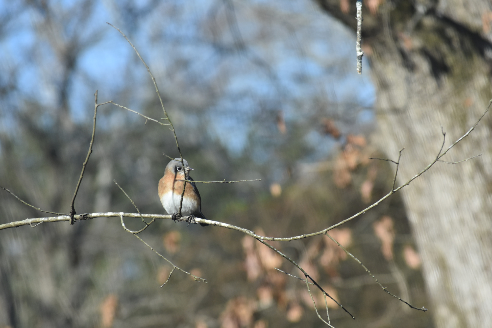 Nikon D7200 sample photo. Eastern bluebird photography