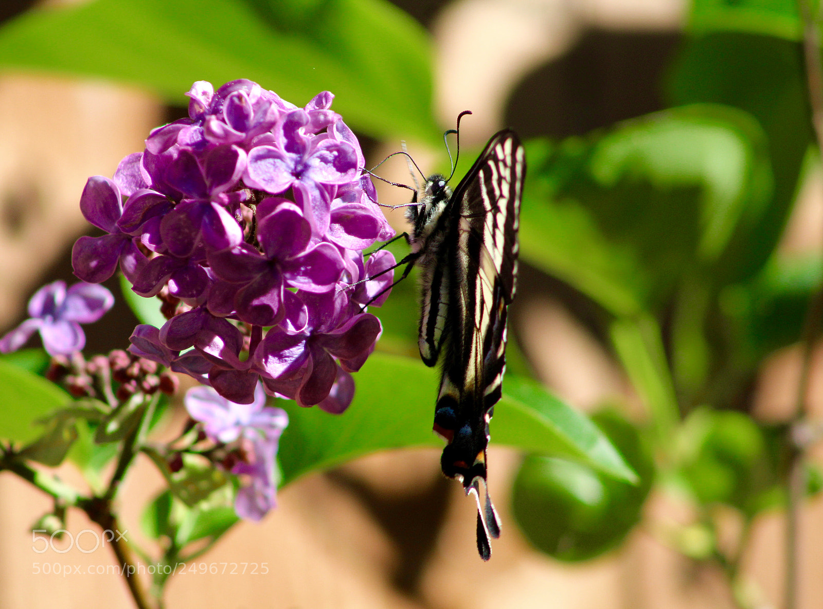 Canon EOS 1200D (EOS Rebel T5 / EOS Kiss X70 / EOS Hi) sample photo. Fullsizeoutput a photography