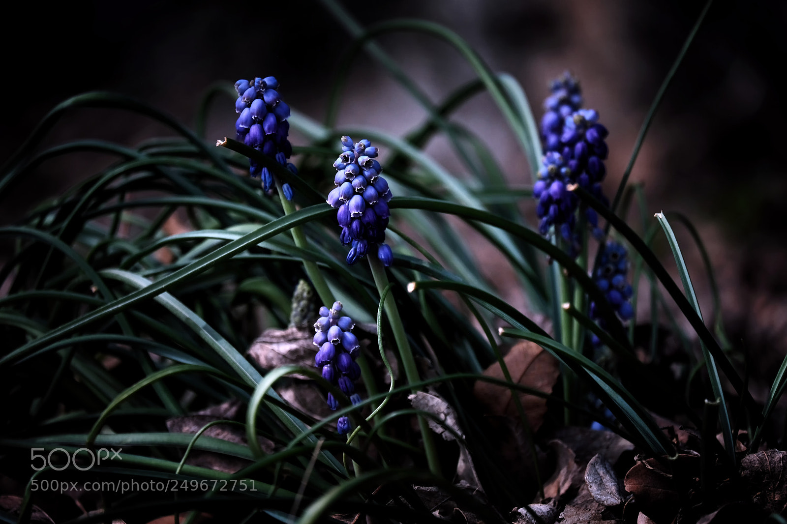 Fujifilm X-E3 sample photo. Muscari flowers photography