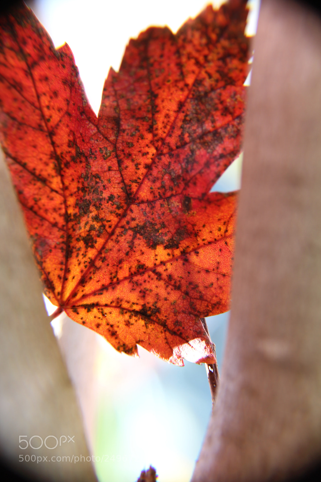 Canon EOS 1200D (EOS Rebel T5 / EOS Kiss X70 / EOS Hi) sample photo. Img photography