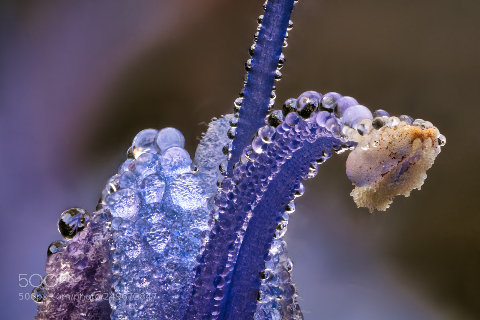 Sony a7R III sample photo. Dew, from the sea? photography