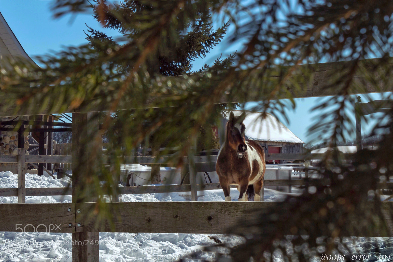 Canon EOS 1300D (EOS Rebel T6 / EOS Kiss X80) sample photo. A cheval sur les photography