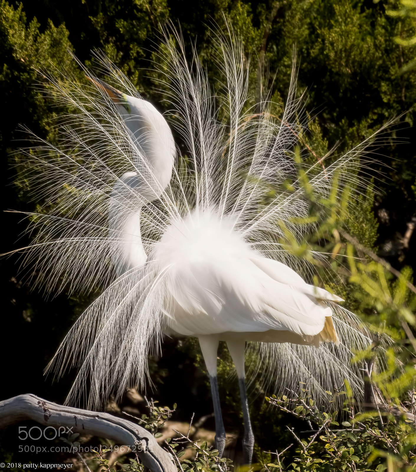 Nikon D7200 sample photo. White heron in breeding photography