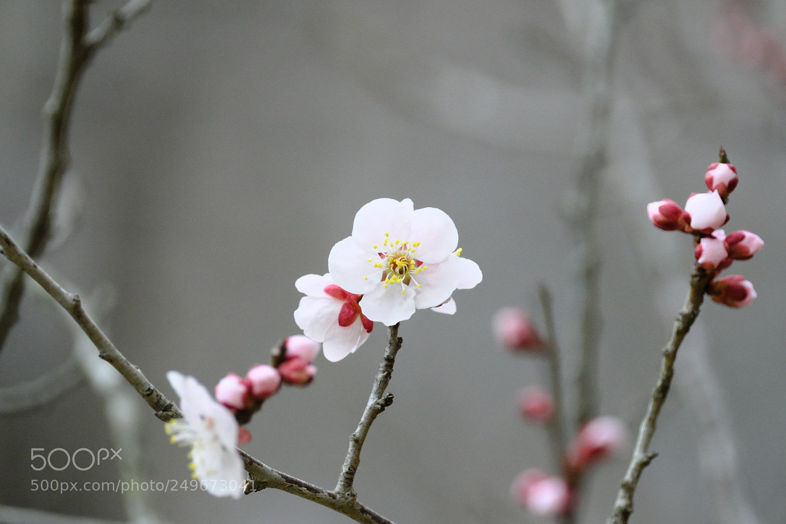 Fujifilm X-T2 sample photo. Dscf photography