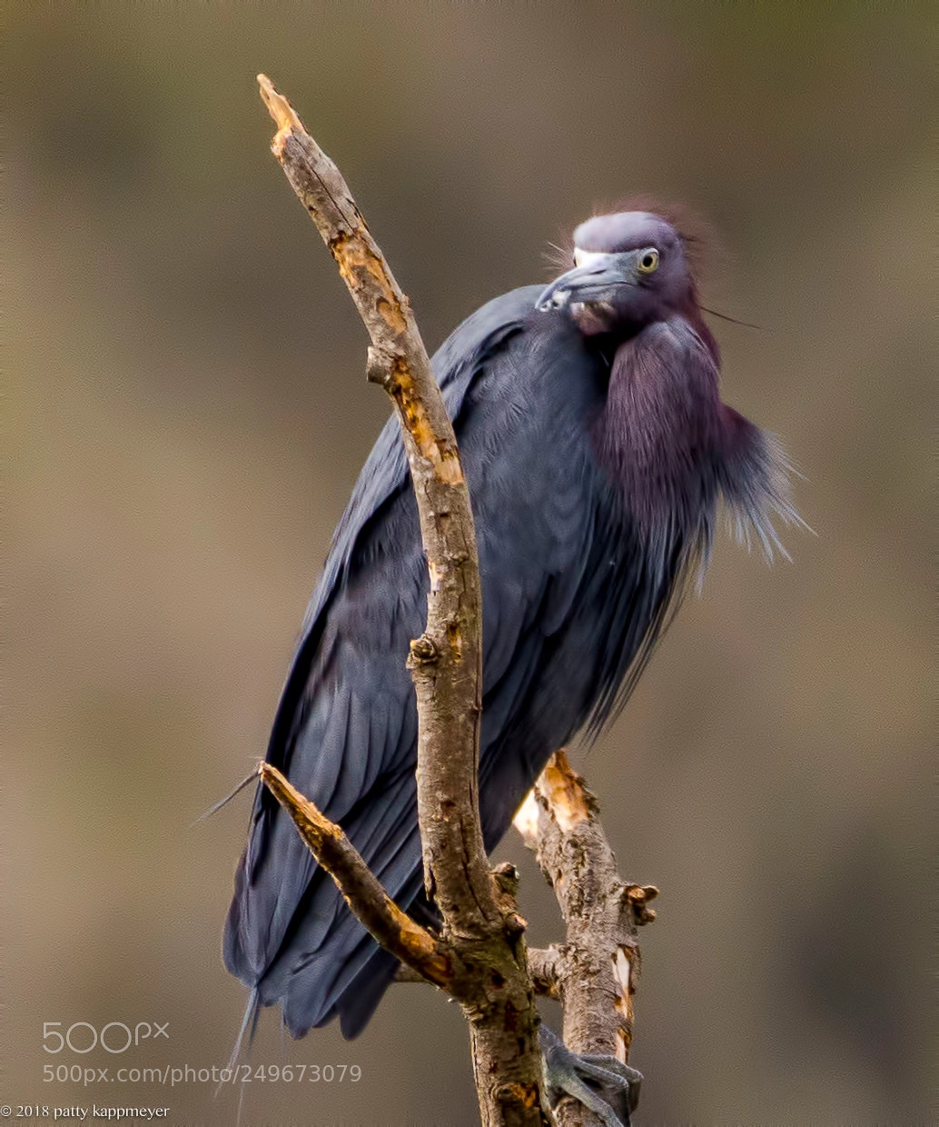 Nikon D7200 sample photo. Little blue heron photography