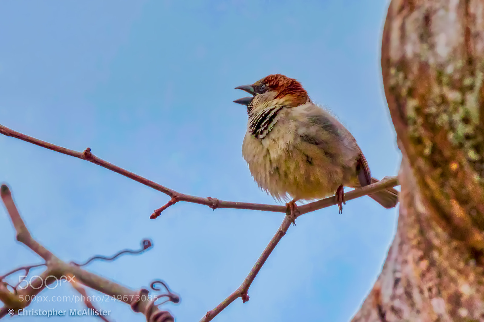 Canon EOS 5DS R sample photo. Screaming spring! photography