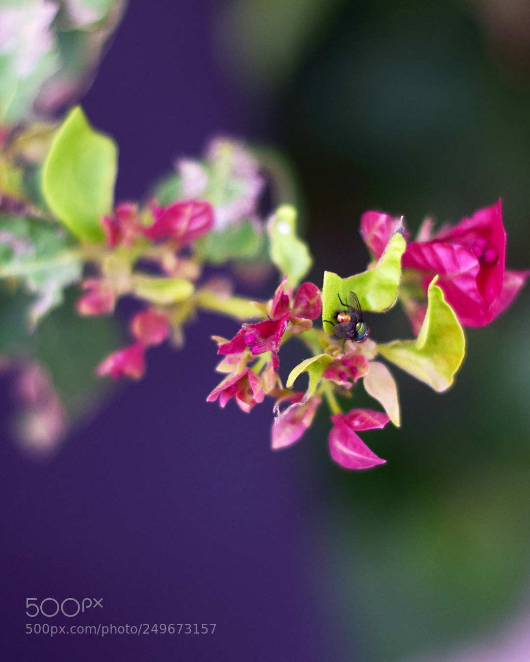 Nikon D5300 sample photo. Mosca photography
