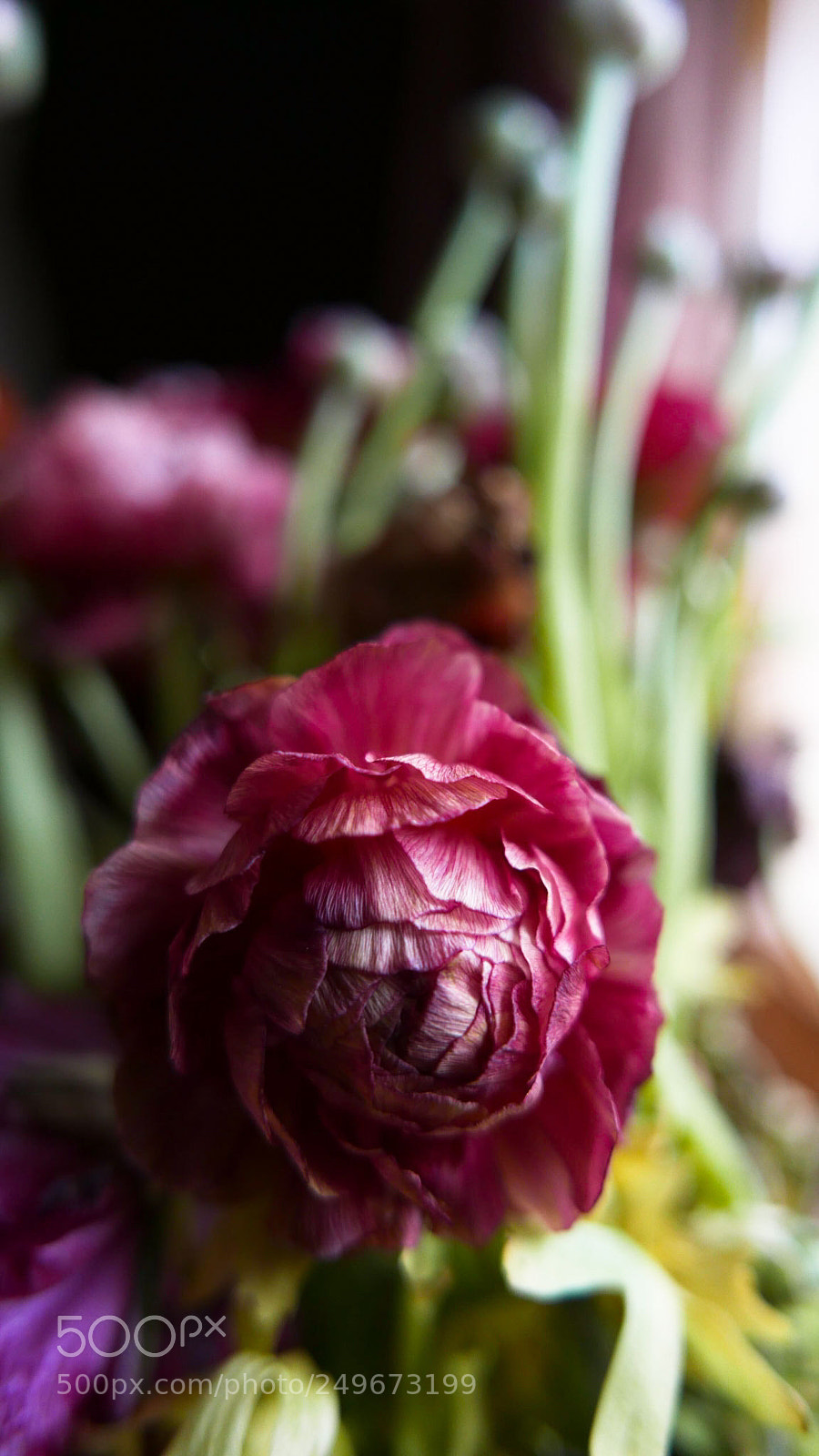Leica D-Lux (Typ 109) sample photo. Flower photography