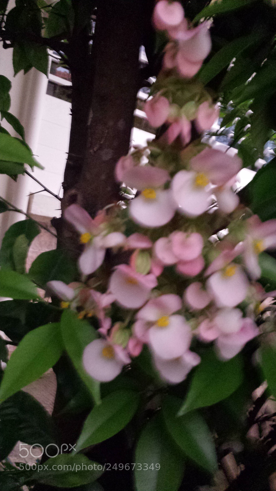 Samsung Galaxy S4 sample photo. Untitled photography