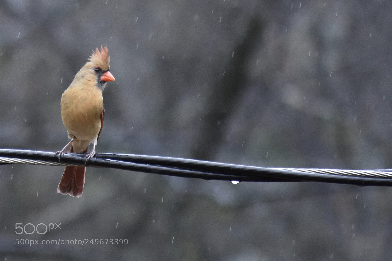 Nikon D7200 sample photo. Cardinal female 1 photography