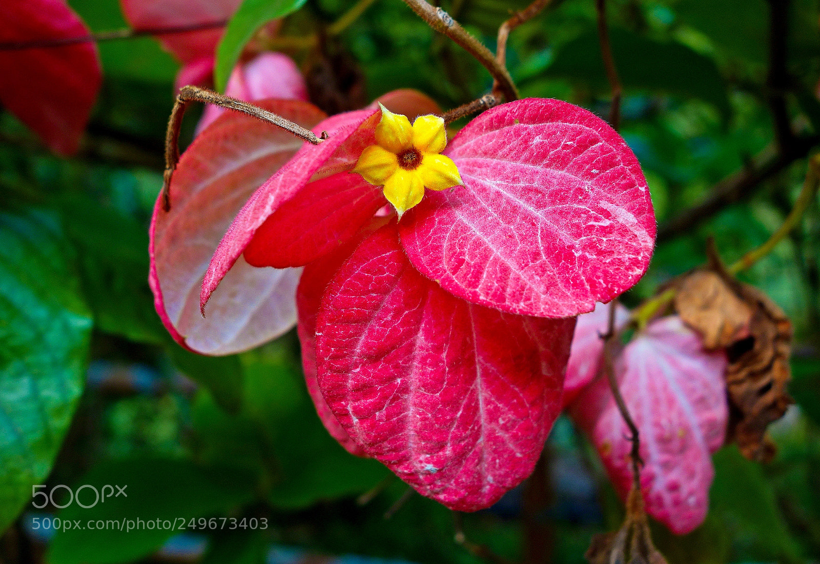 Sony Cyber-shot DSC-RX100 sample photo. Mussaenda photography