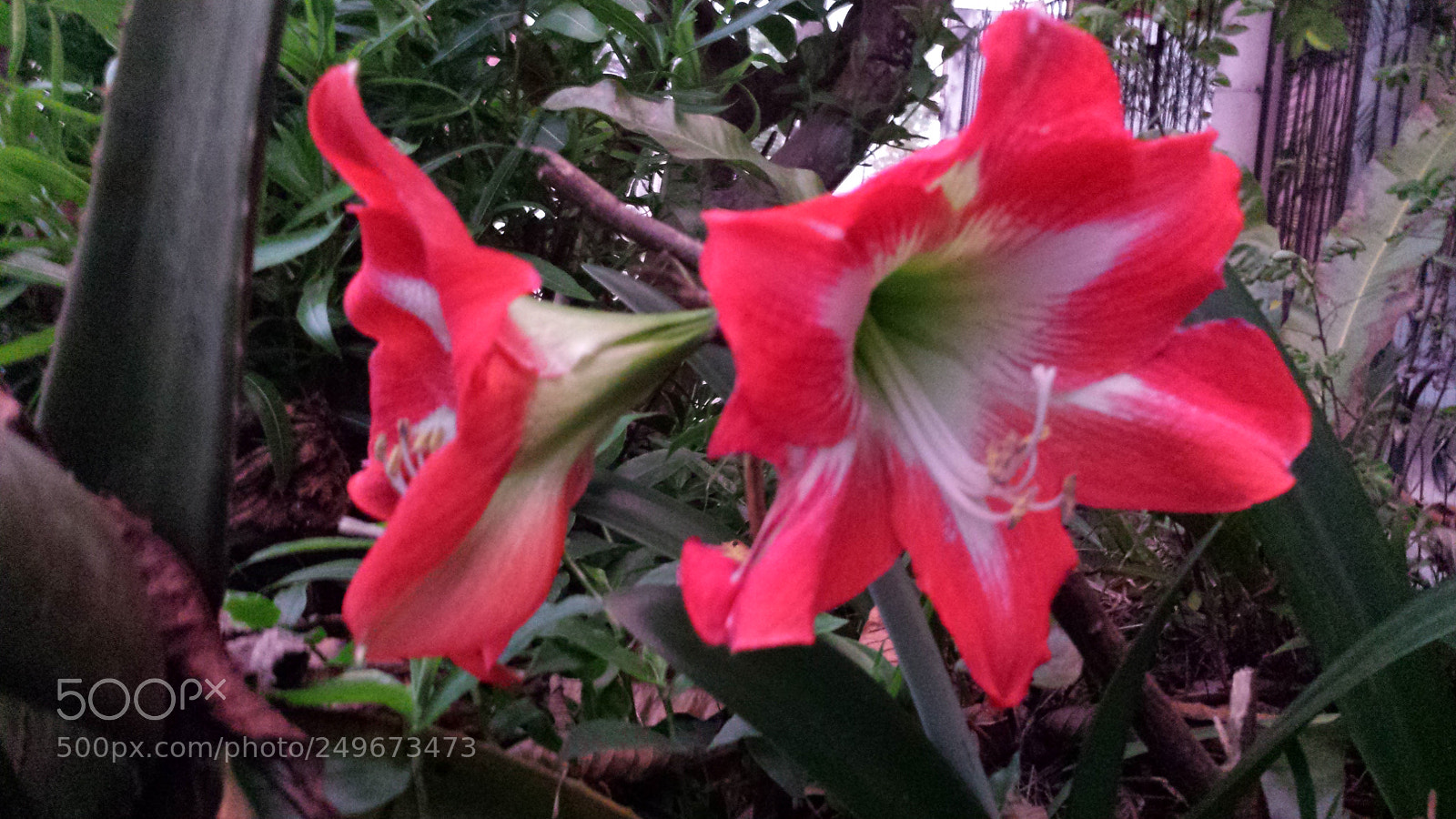 Samsung Galaxy S4 sample photo. Untitled photography