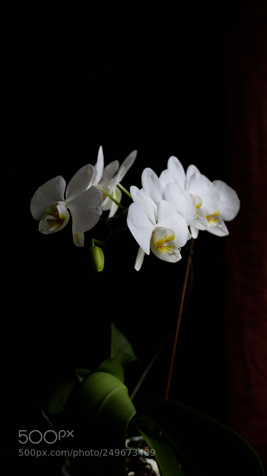 Leica D-Lux (Typ 109) sample photo. My dearest happiness photography