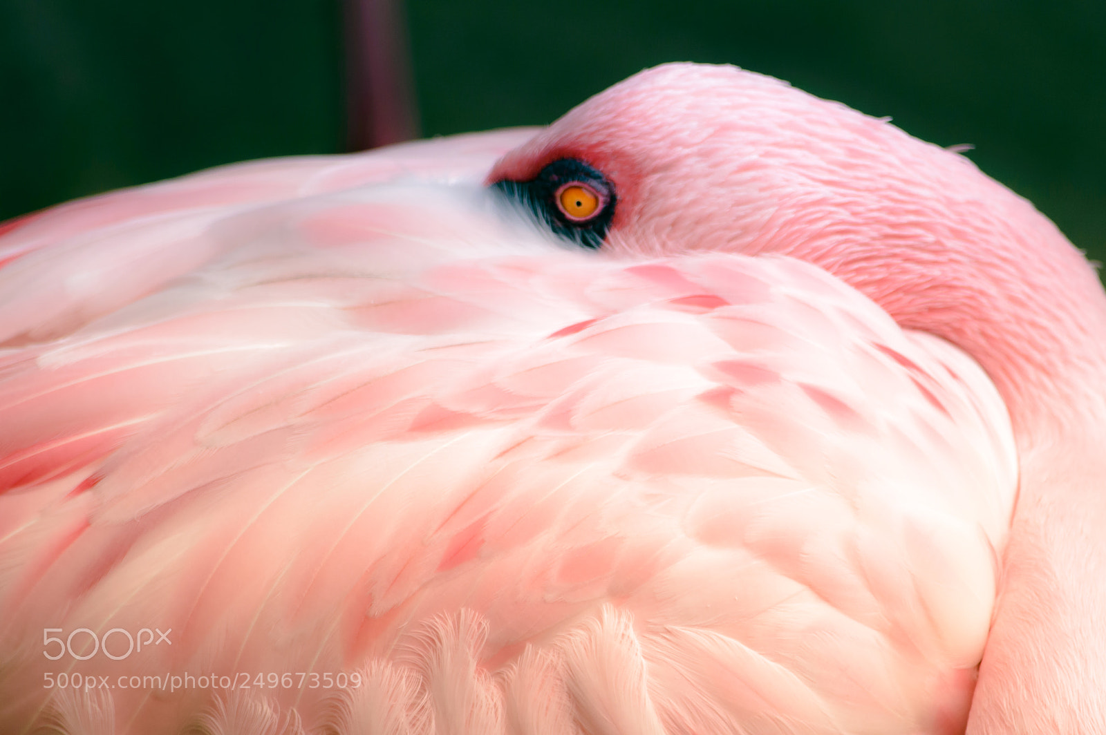 Nikon D3200 sample photo. Pink flamingo feeling shy photography
