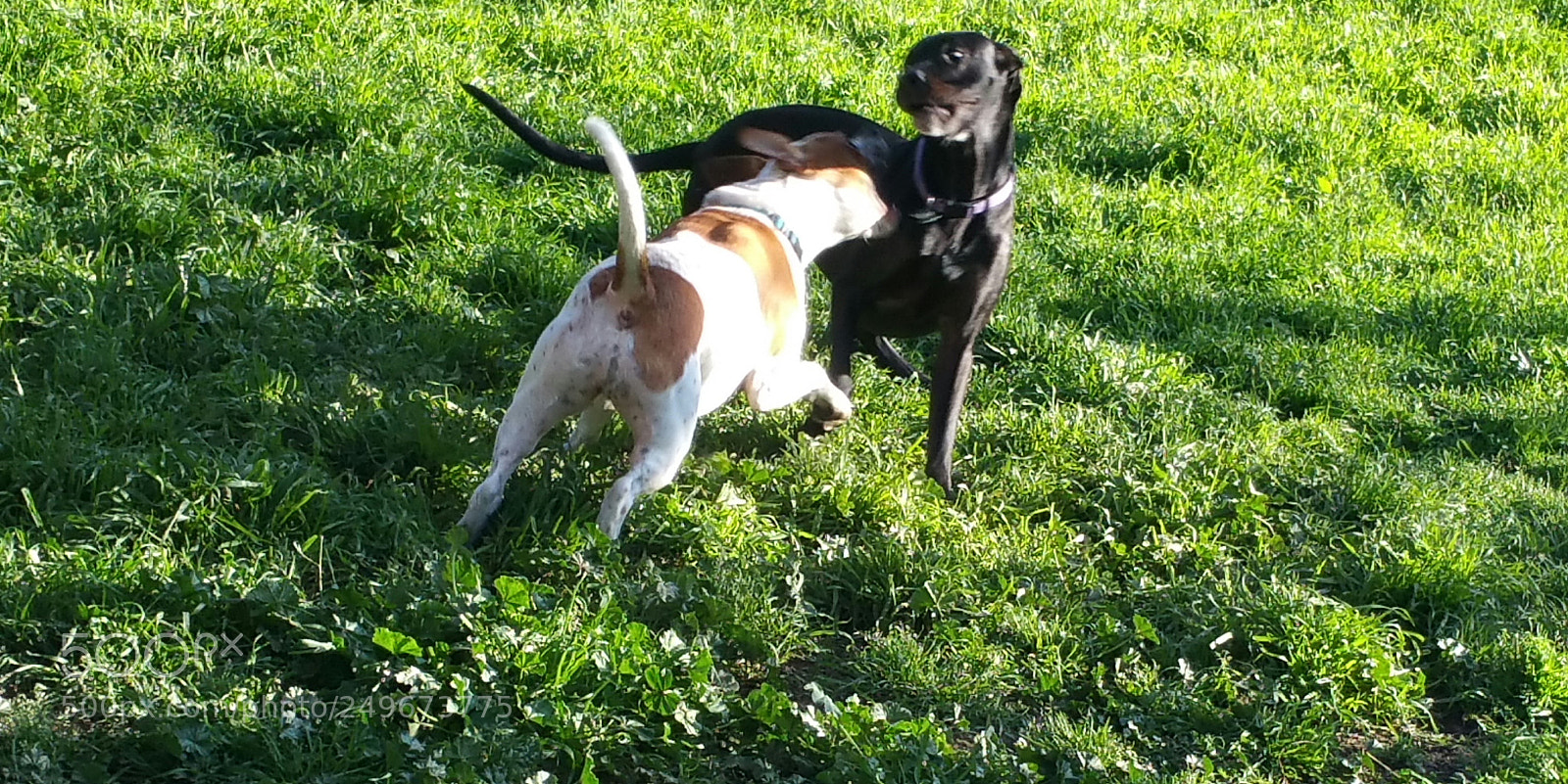 Samsung Galaxy Note4 sample photo. Dogs at play photography
