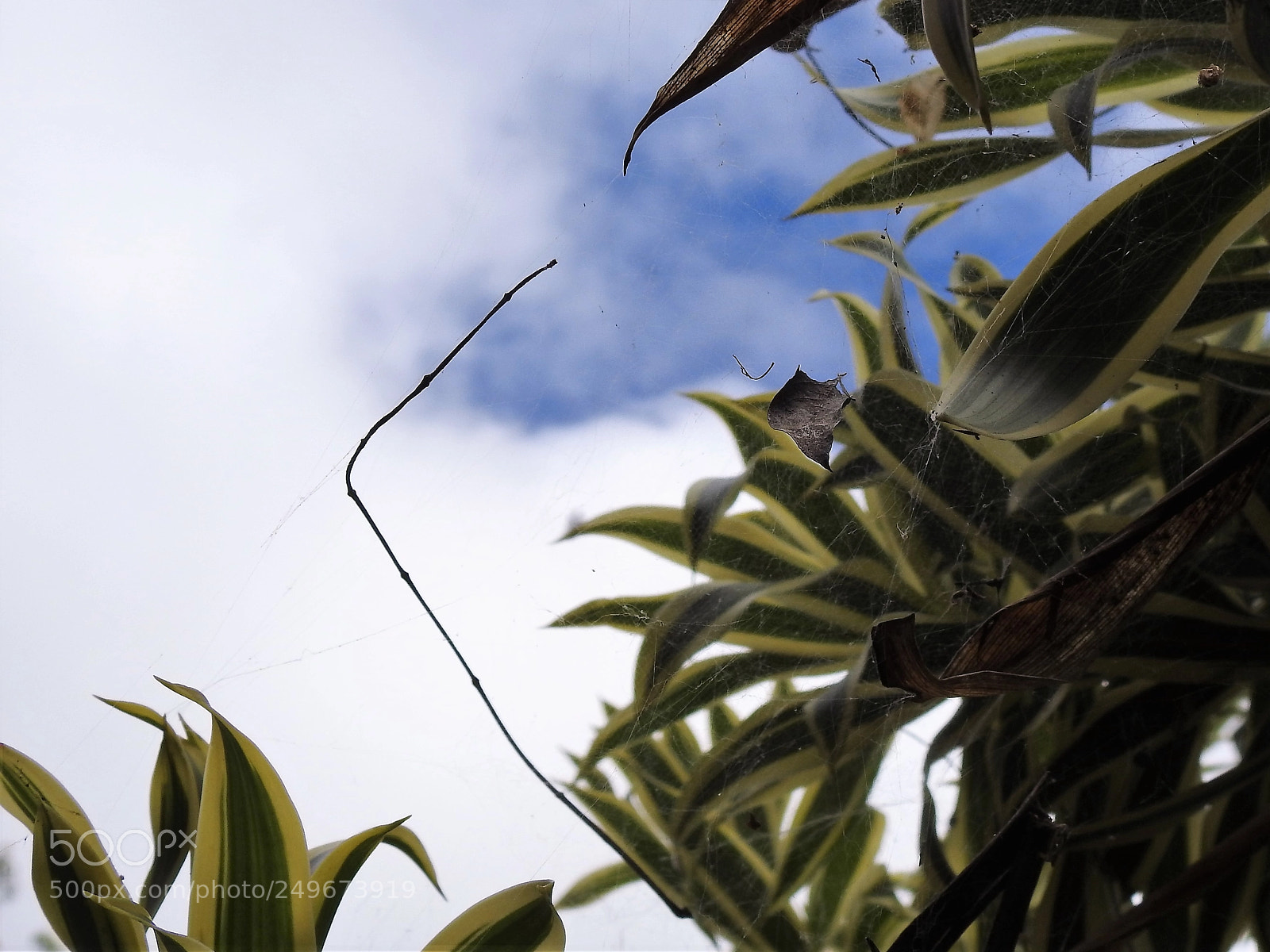 Nikon Coolpix P900 sample photo. Suspended photography