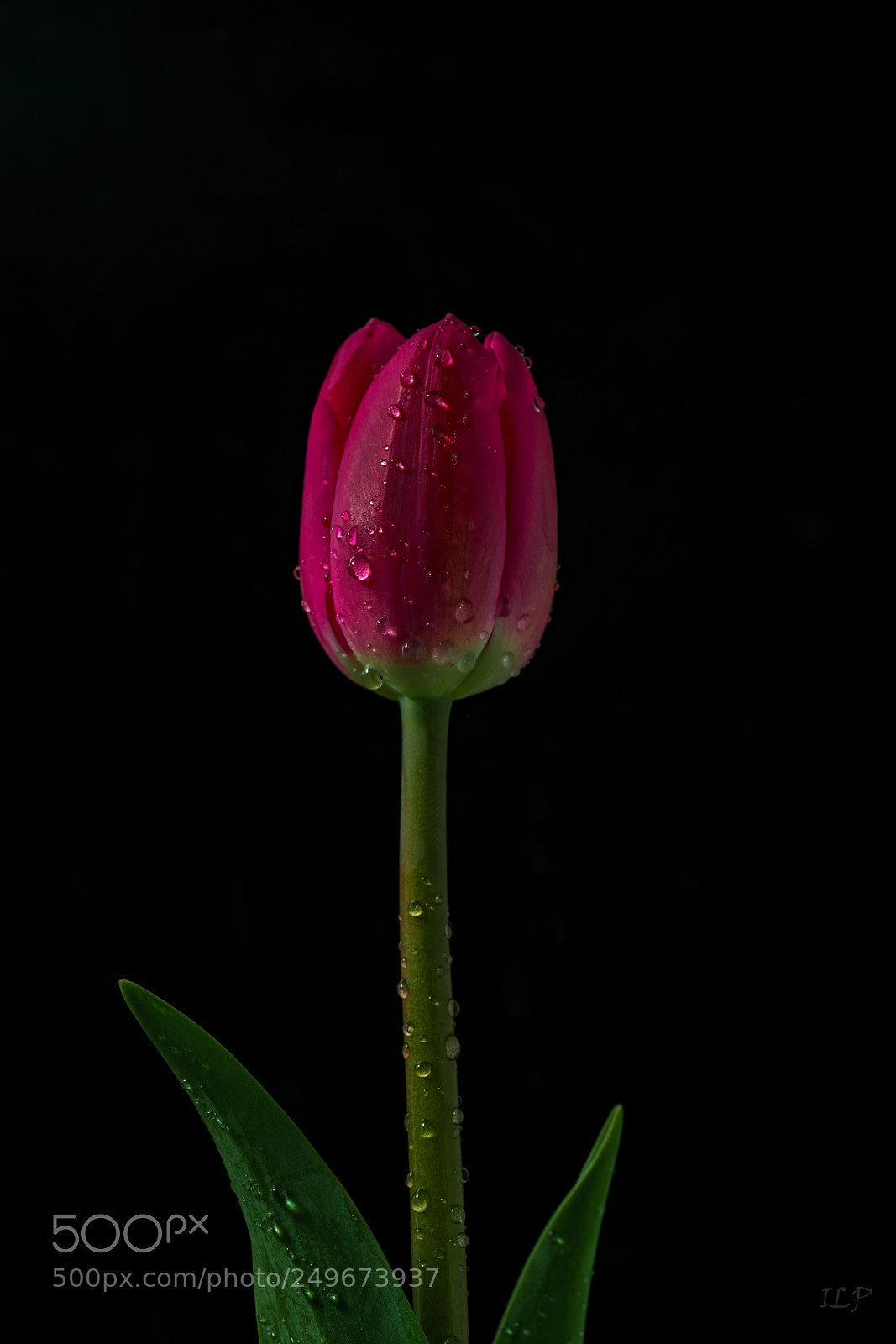 Sony a7R III sample photo. Tulip photography