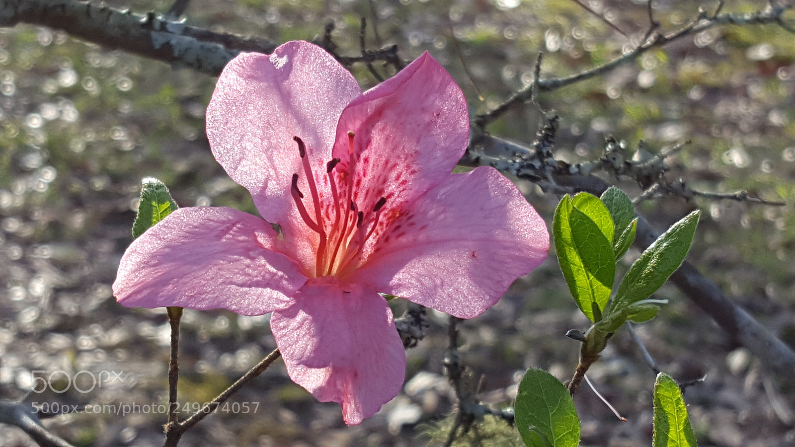 Samsung Galaxy S6 sample photo. First azalea bloom of photography