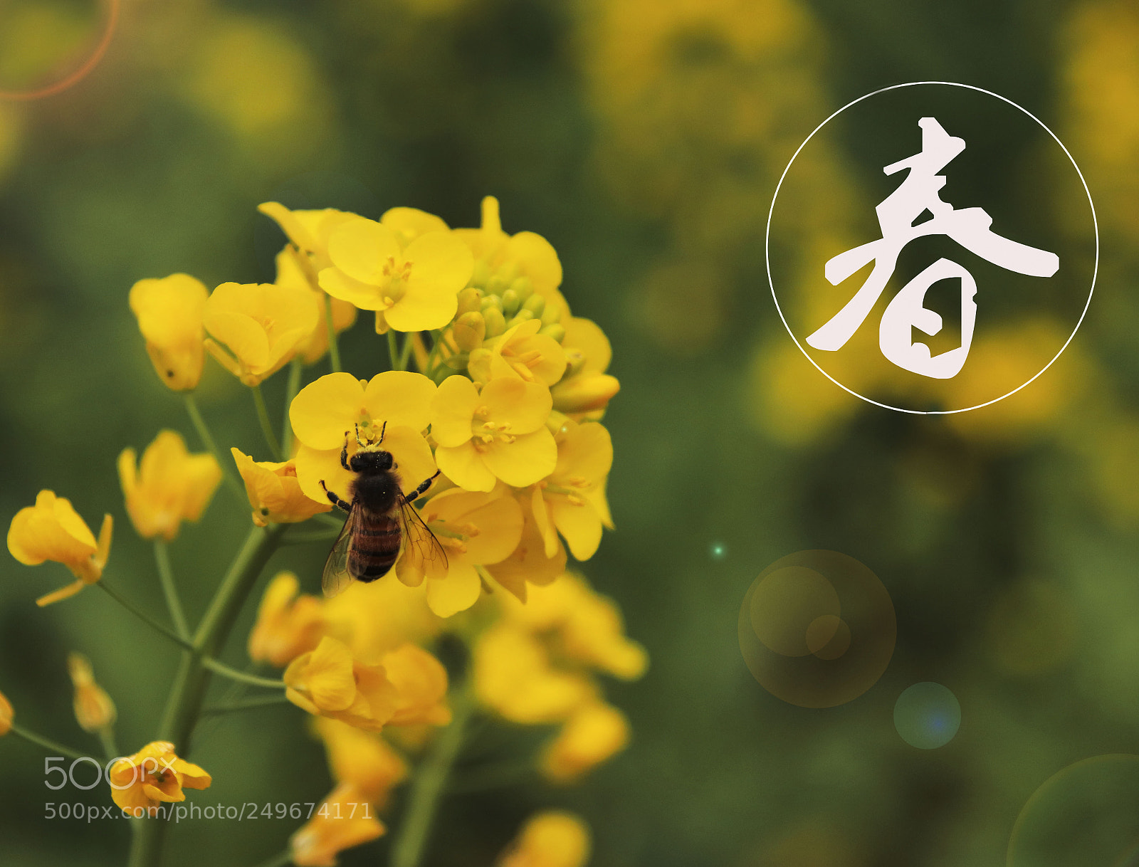Canon EOS 800D (EOS Rebel T7i / EOS Kiss X9i) sample photo. Spring photography