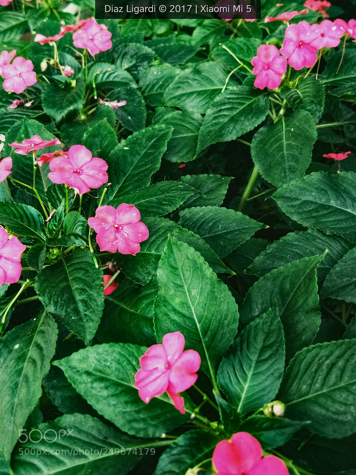 Xiaomi MI 5 sample photo. Garden photography