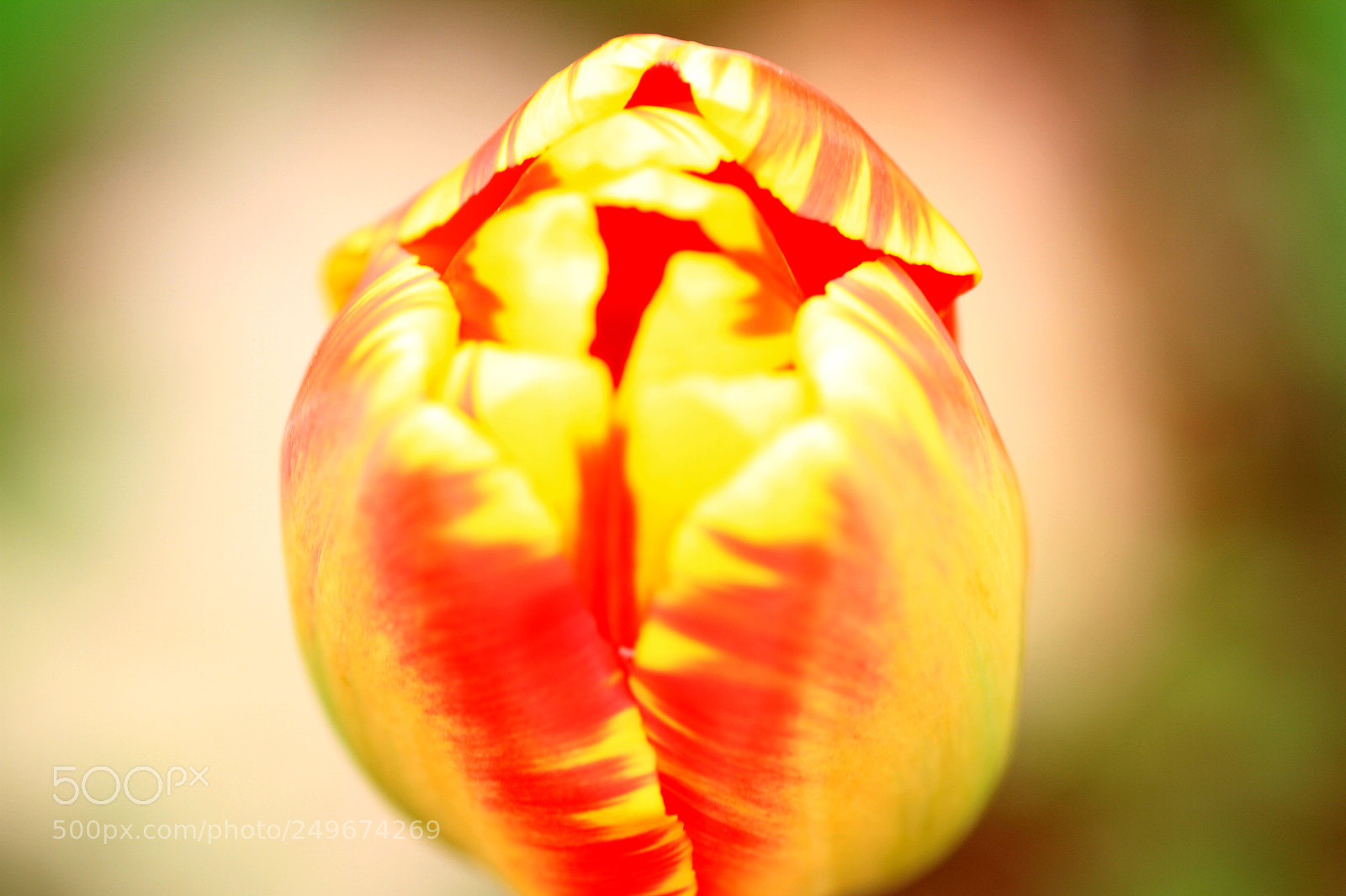 Canon EOS 7D sample photo. Golden flower photography