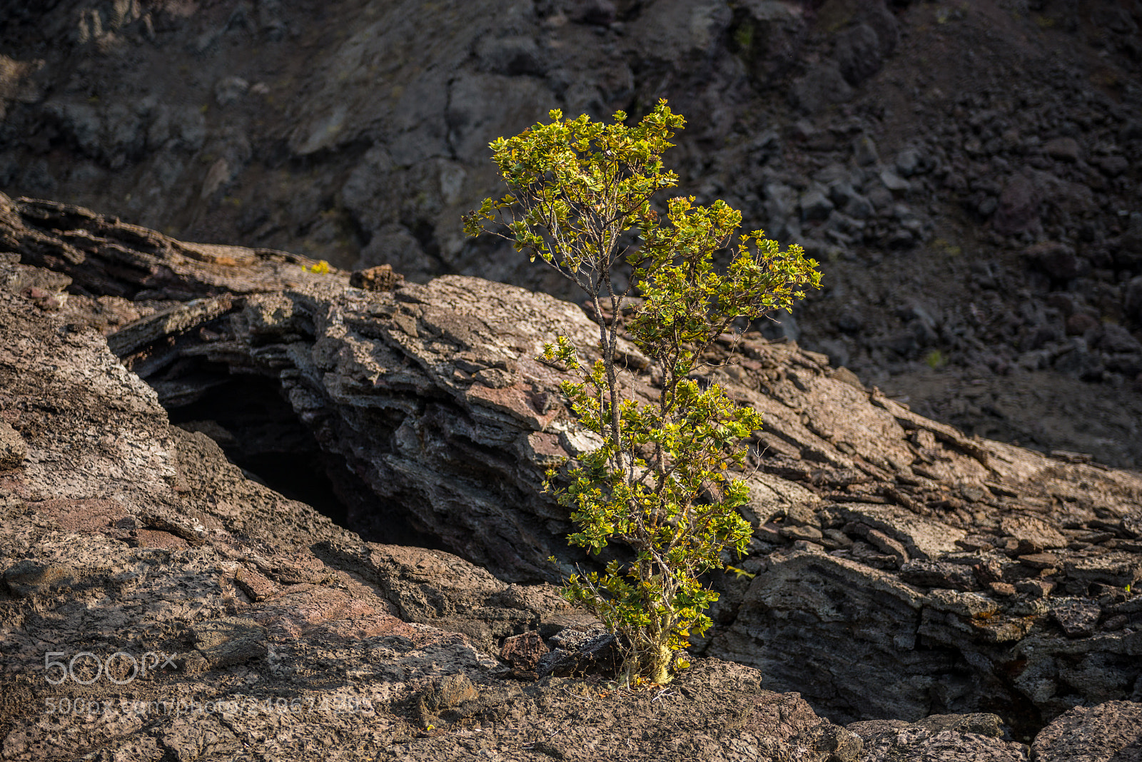 Nikon D800 sample photo. Life finds a way photography