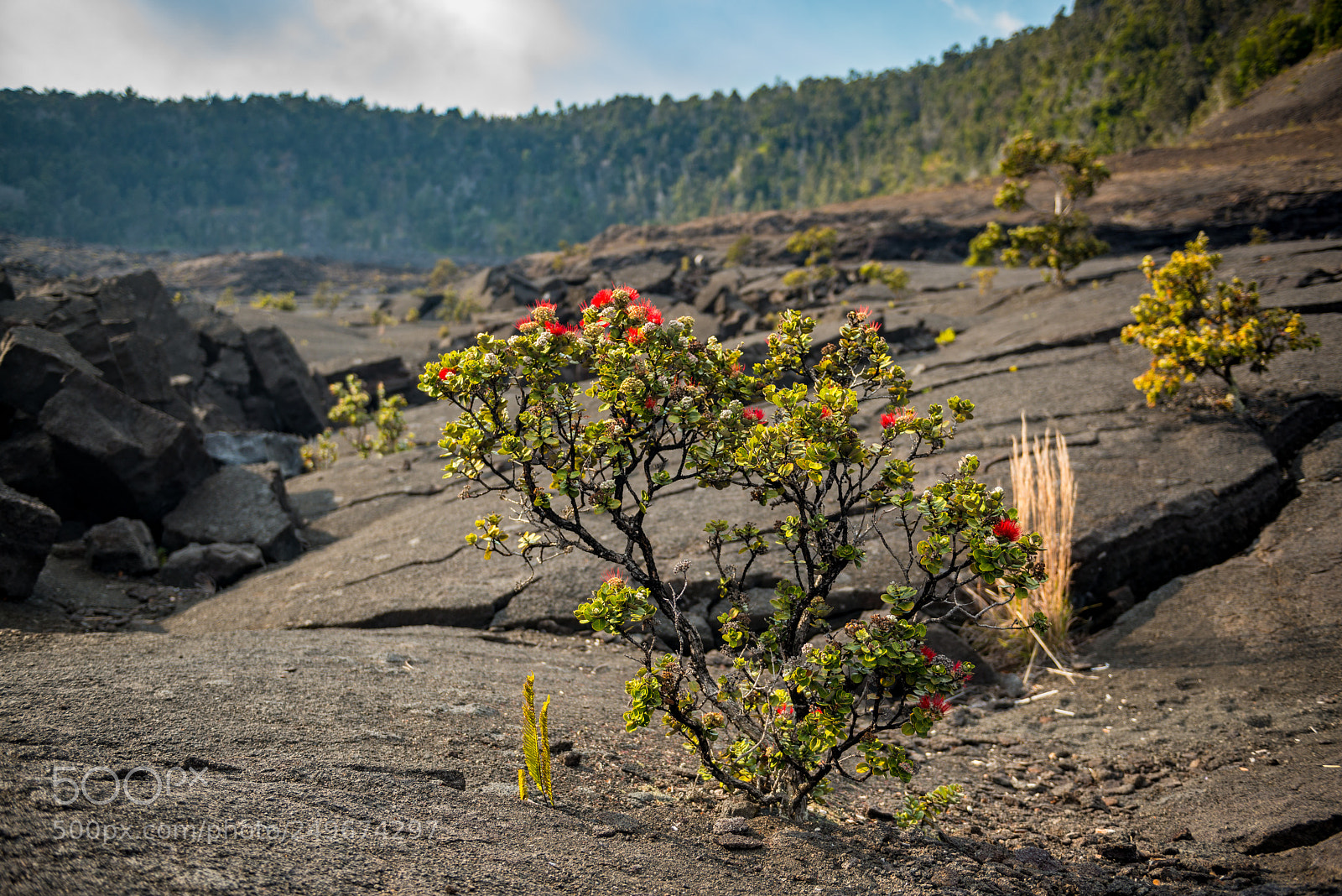 Nikon D800 sample photo. Ohia flowers at hawaii photography