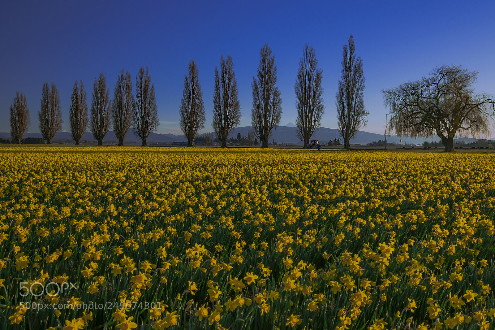 Nikon D3X sample photo. Spring is around corner photography