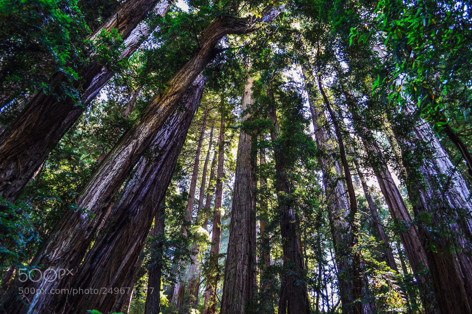 Nikon D3100 sample photo. Redwood trees of muir photography