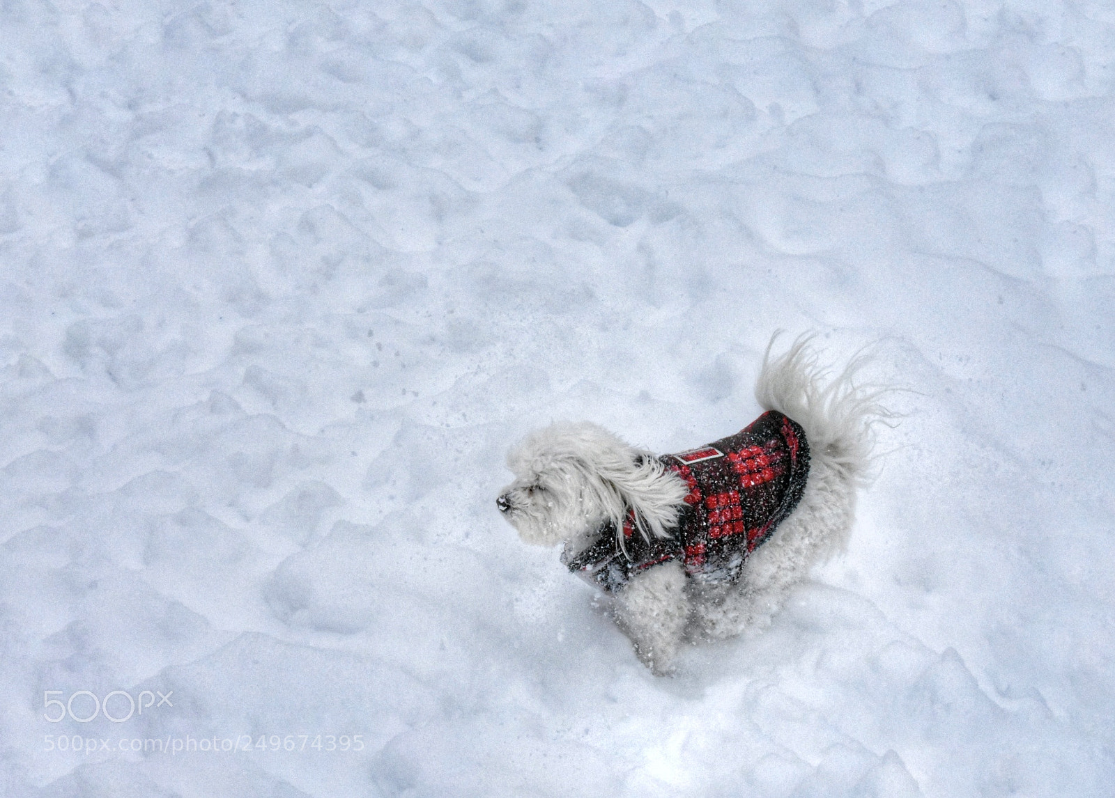 Nikon D3400 sample photo. Puffy puppy photography