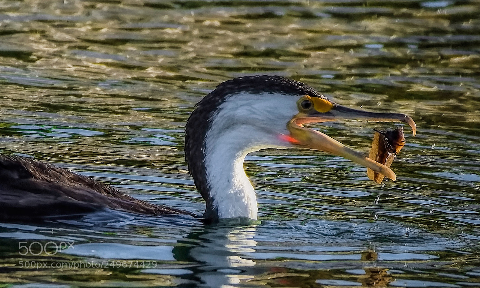 Nikon D7200 sample photo. Pied cormorant  photography