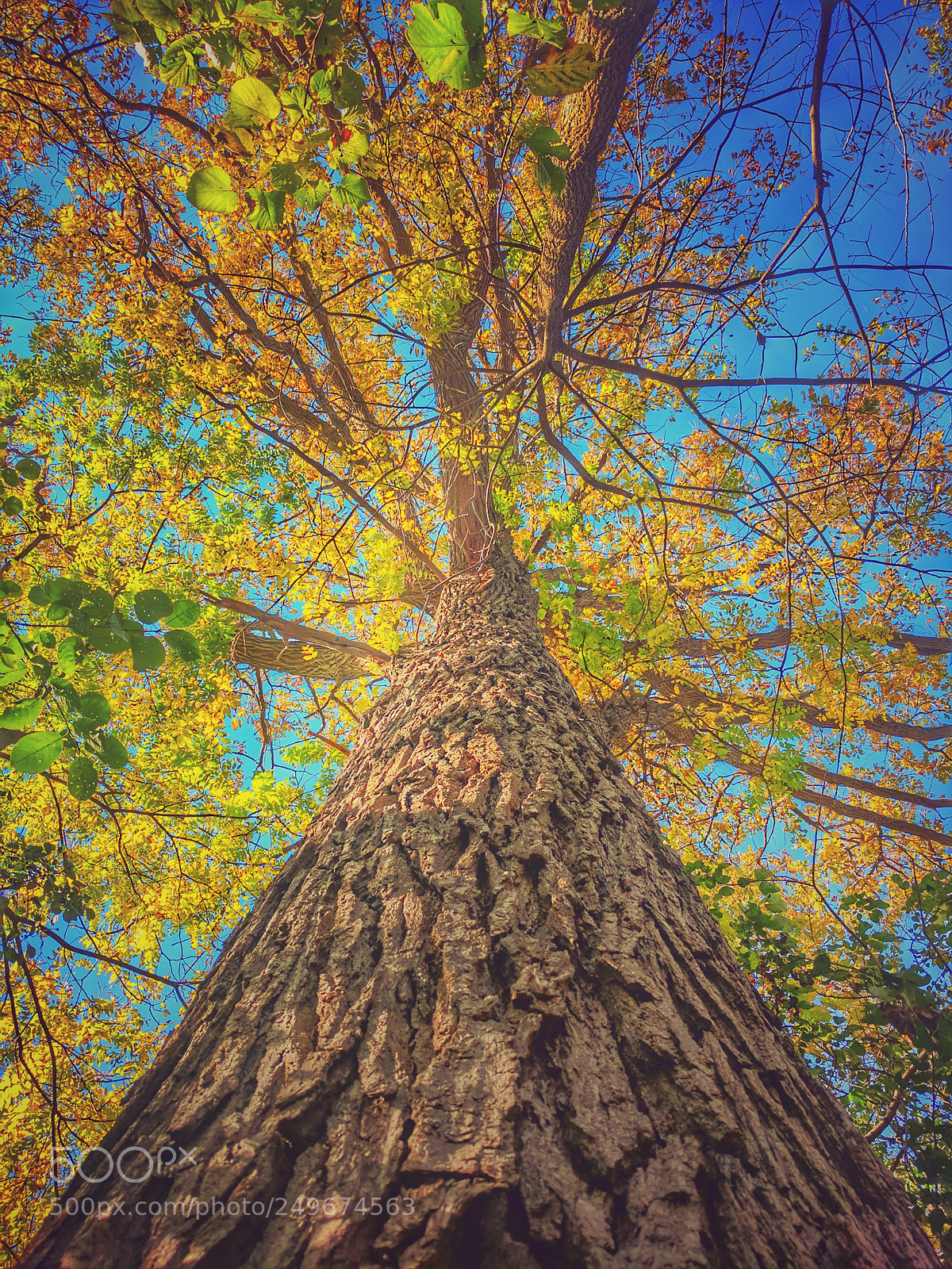 Google Pixel sample photo. Untitled photography