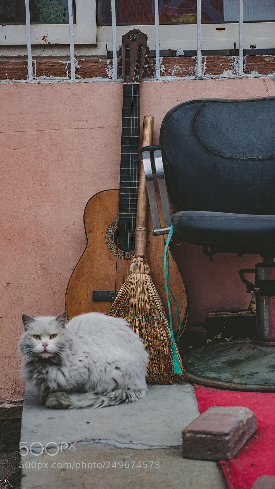 Panasonic Lumix DMC-GX85 (Lumix DMC-GX80 / Lumix DMC-GX7 Mark II) sample photo. Cat photography