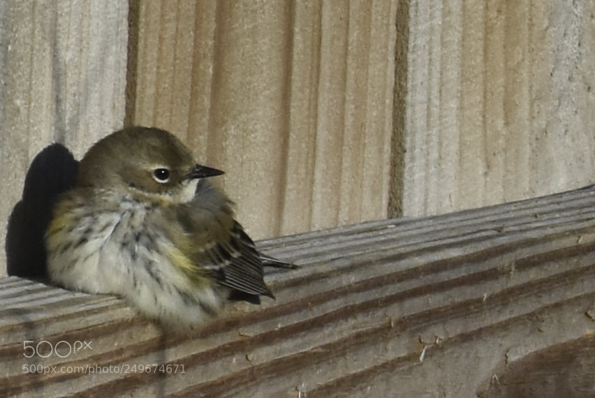 Nikon D7200 sample photo. Fluffy photography