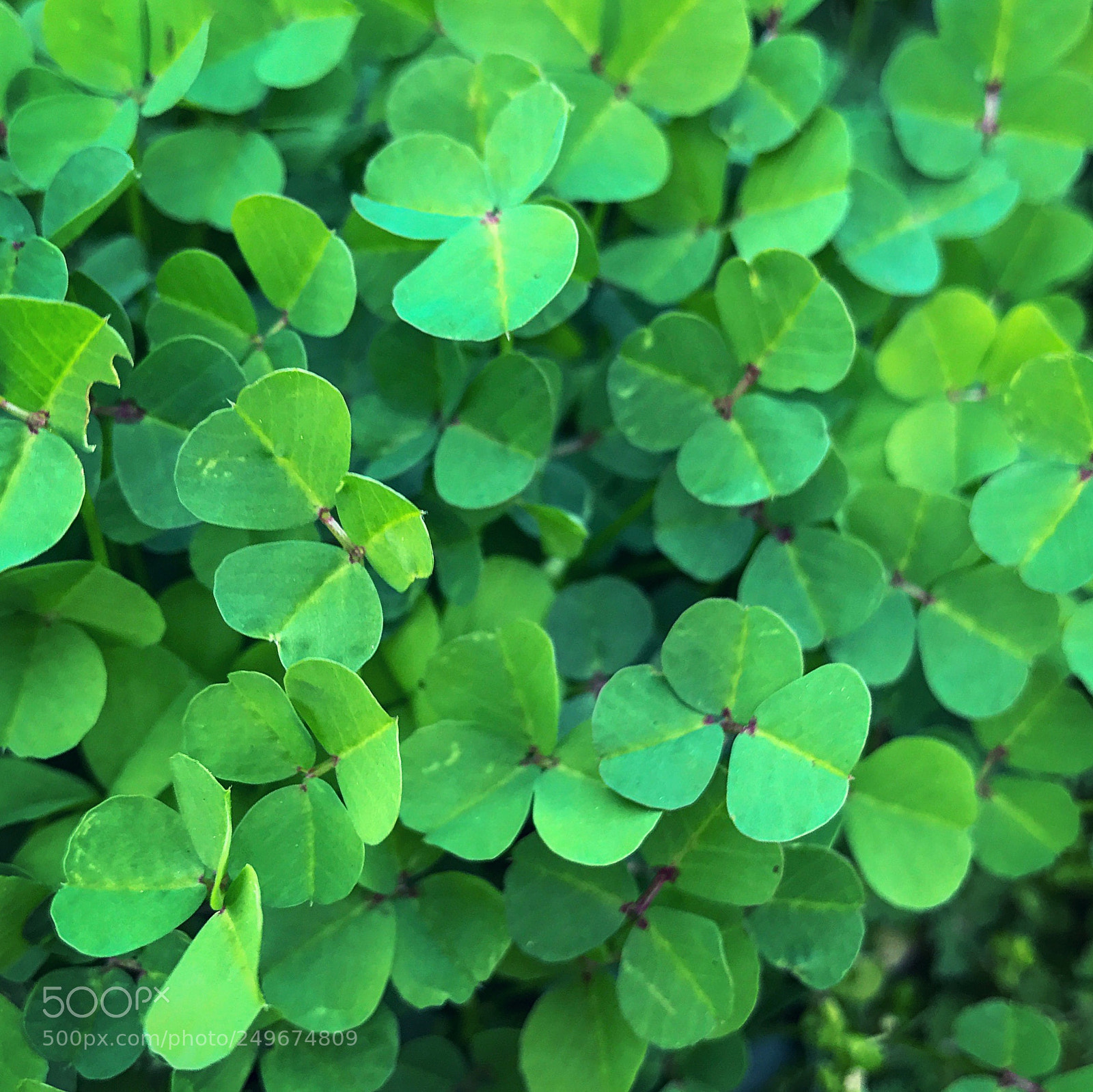 Apple iPhone 7 Plus sample photo. St. patrick s day photography