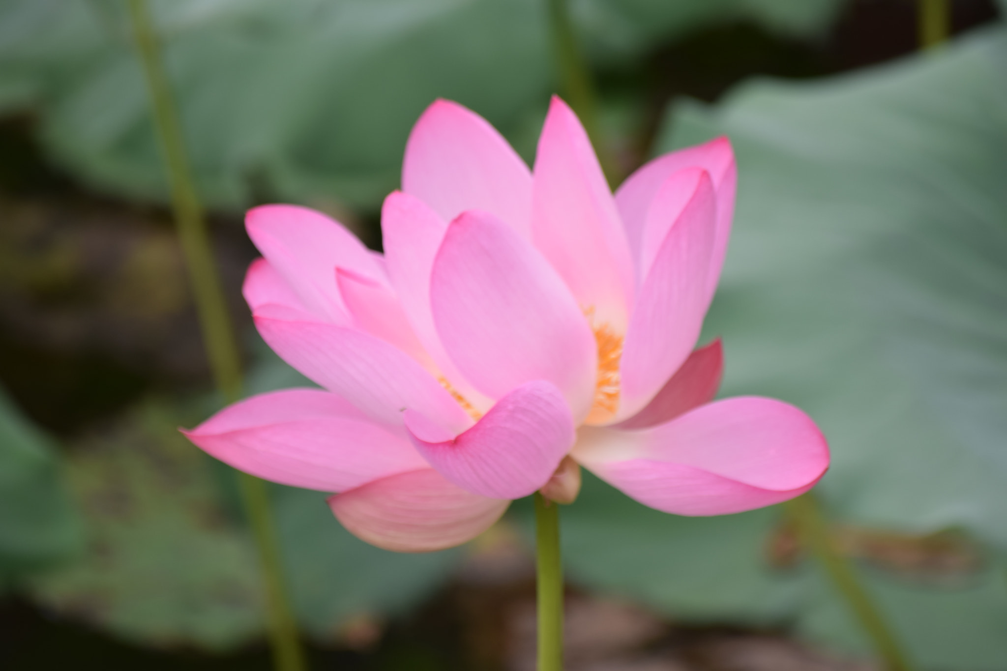 Nikon D5300 sample photo