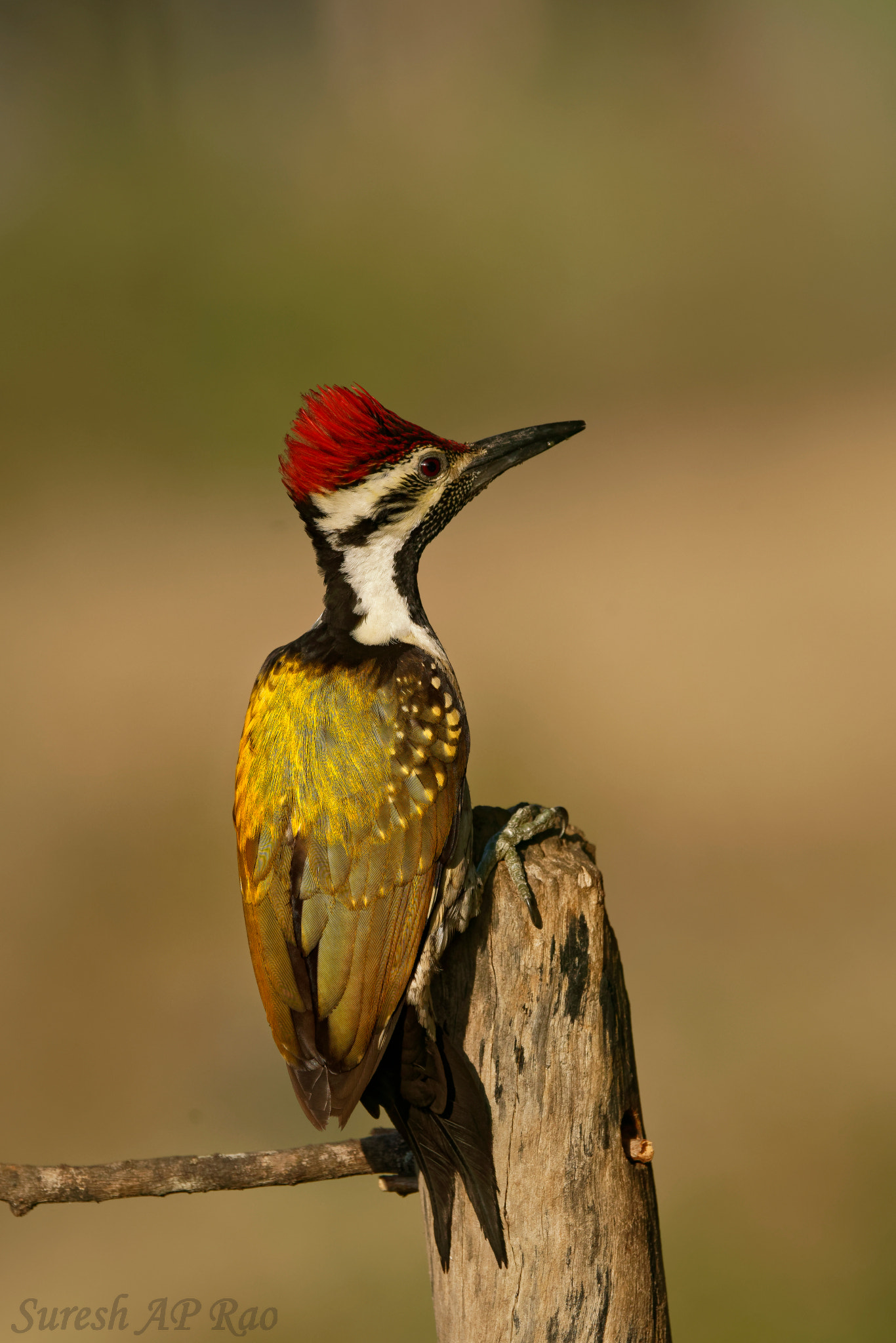 Sony 500mm F4 G SSM sample photo. Lesser golden back woodpecker photography