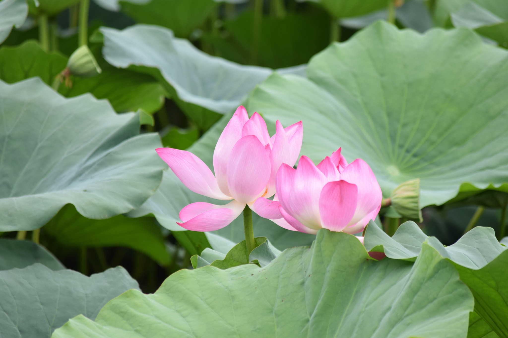 Nikon D5300 sample photo