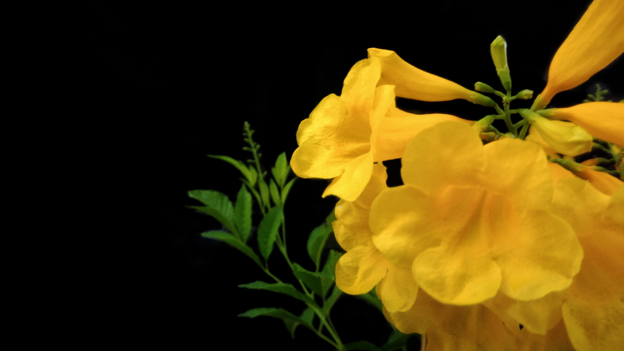 ASUS ZenFone 3 Max (ZC553KL) sample photo. Beautiful yellow flowers photography