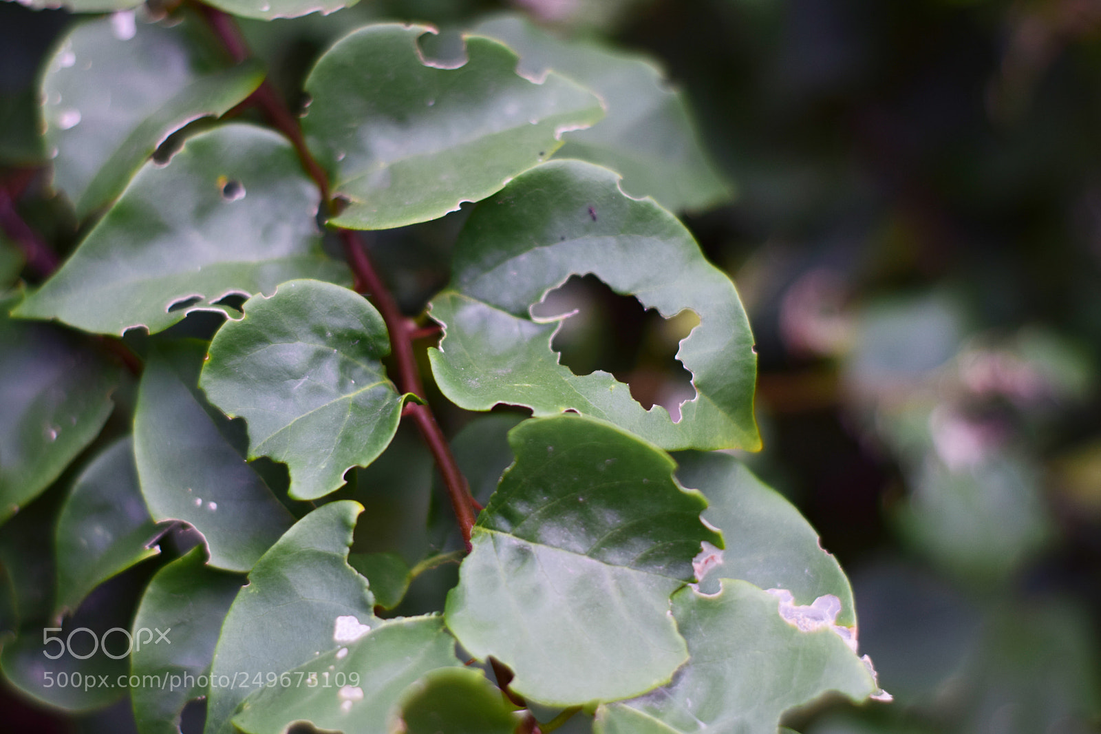 Nikon D5300 sample photo. Hole photography